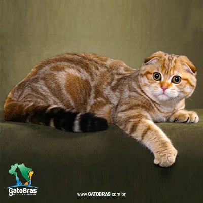 Scottish Fold
