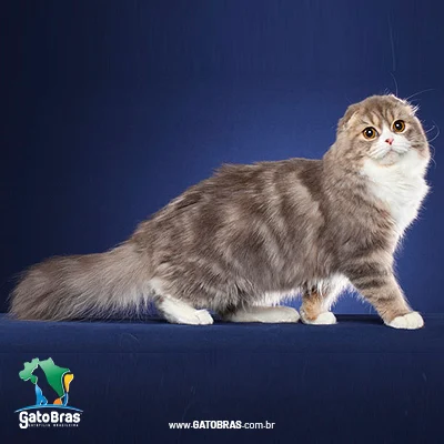 Scottish Fold Longhair