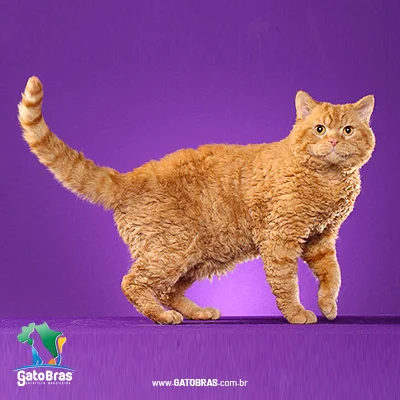 Selkirk Rex