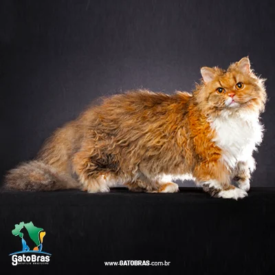 Selkirk Rex Longhair