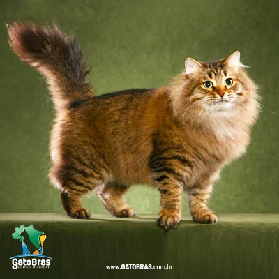Siberian