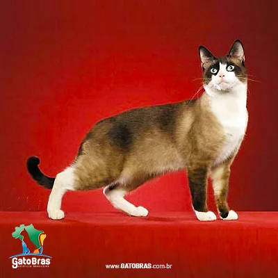 Snowshoe