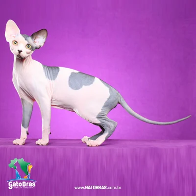 Sphynx