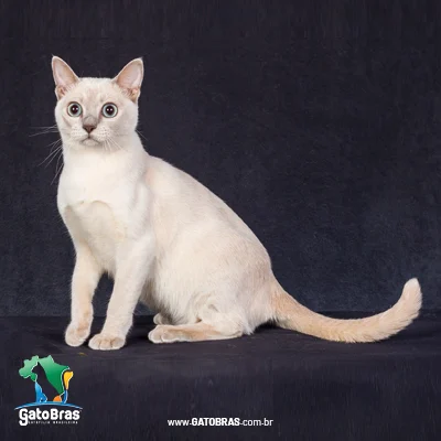 Tonkinese