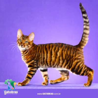 Toyger