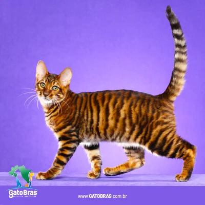 Toyger