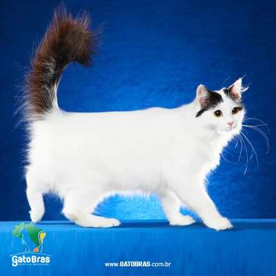 Turkish Van