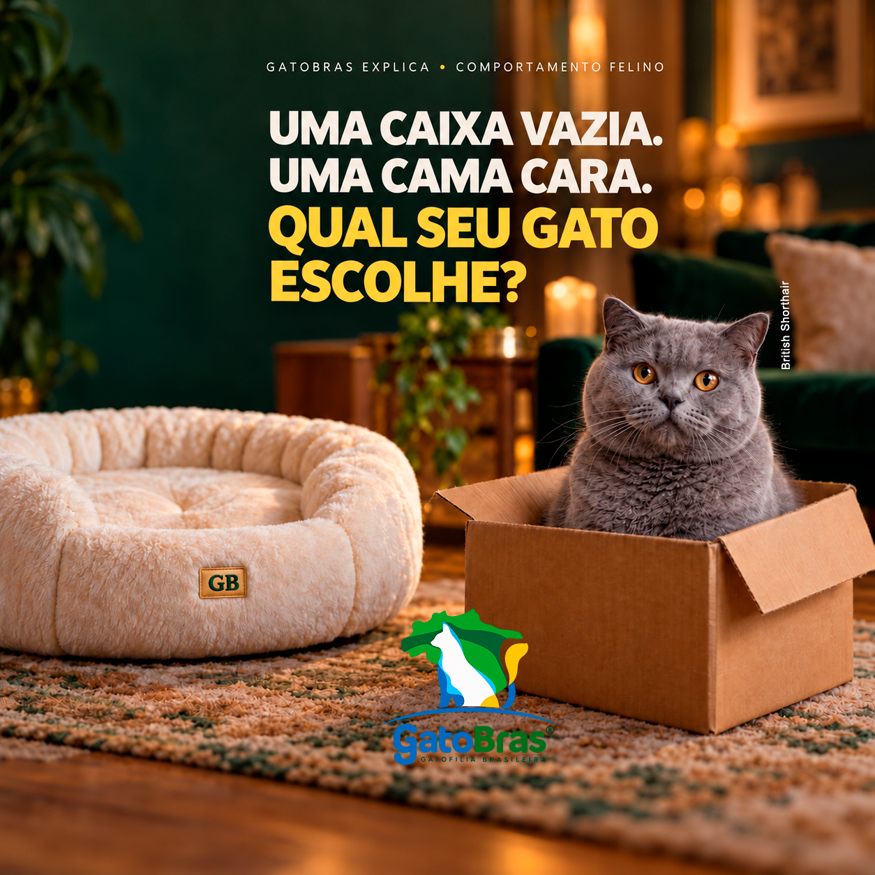 British Shorthair dentro de uma caixa de papelão ao lado de uma cama vazia com bordado GB