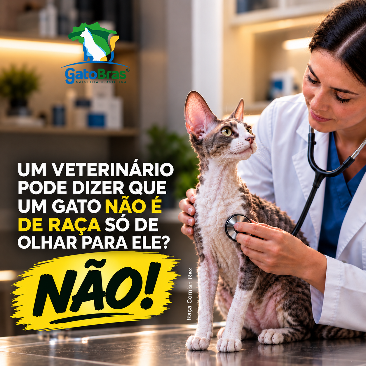 Médica veterinária avaliando um gato Cornish Rex